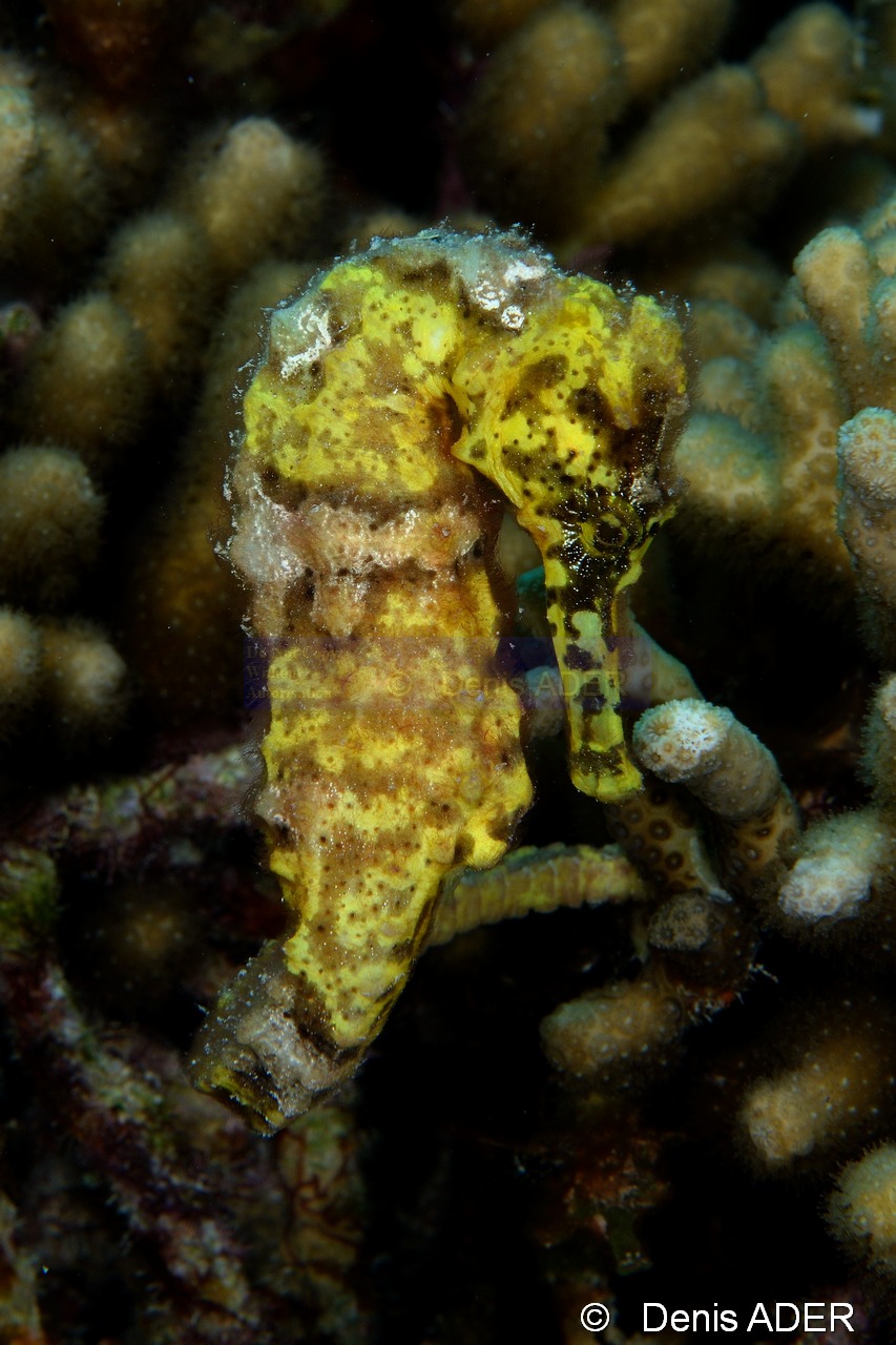Hippocampus reidi Hippocampe a long nez-Bonaire Sampler-17m-20180219-Denis-ADER-DSC_6731_tn.jpg